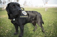 Unidad Canina del FBI Ayuda a Víctimas a Sobrellevar Tragedias