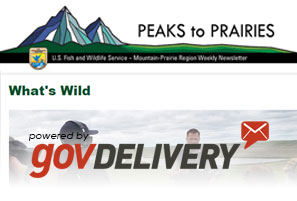 Thumbnail image of the USFW Peaks to Prairies Newsletter.