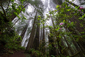 Humboldt Redwoods State Park Campground