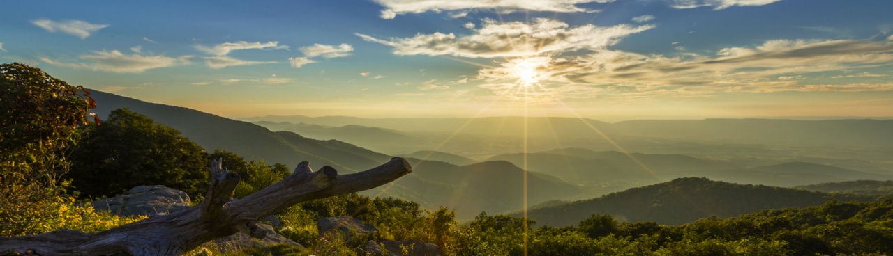 Wildflowers and a golden sunset at Timber Hollow, Shenandoah National Park - NPS photo by N. Lewis