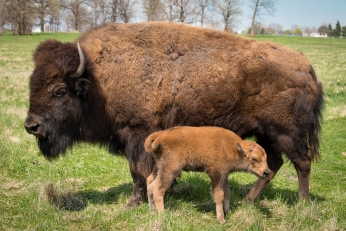 Beastly Bison