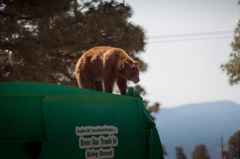 Terrifying Trash