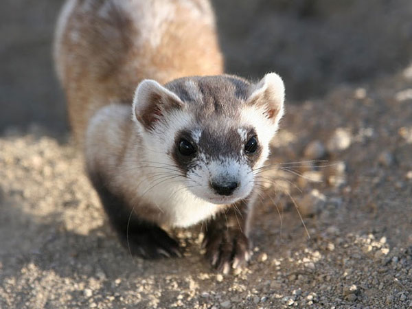 Black-footed ferret. Credit: J. Michael Lockhart / USFWS.