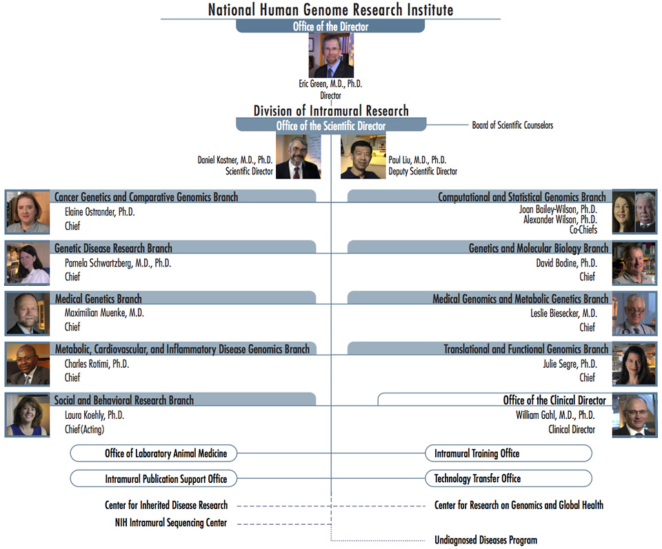 Division of Intramural Research Organizational Chart