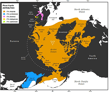 distribution map of ringed seals