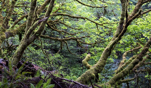 View of the trees and Headwaters Reserve, California, photo by Bob Wick, BLM