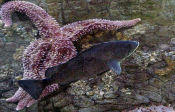 Photo of a black rockfish. Click for more information.