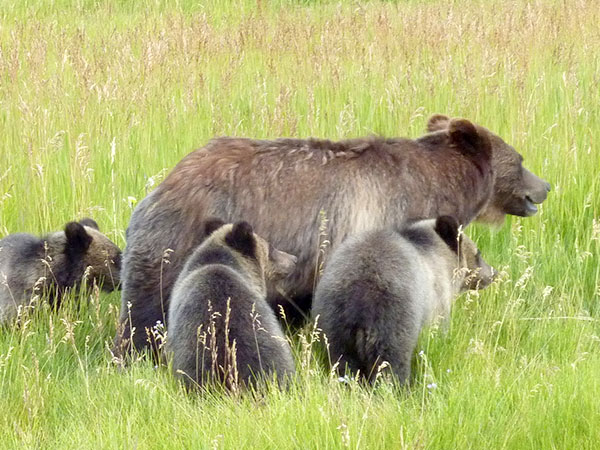 Grizzly bears. Credit: USFWS / Ture Schultz, National Elk Refuge volunteer