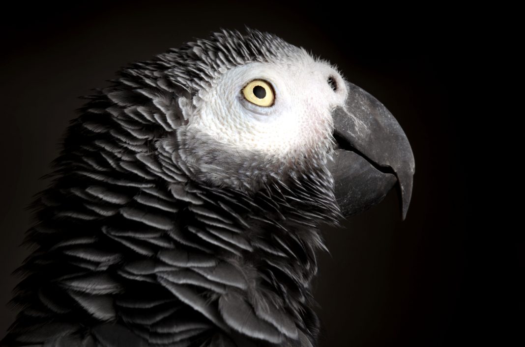 Close-up of African grey parrot (Shutterstock)