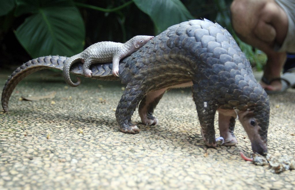 Pangolin carrying baby on its tail (© AP Images)