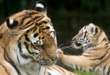 Un bébé tigre joue avec sa mère (© AP Images)