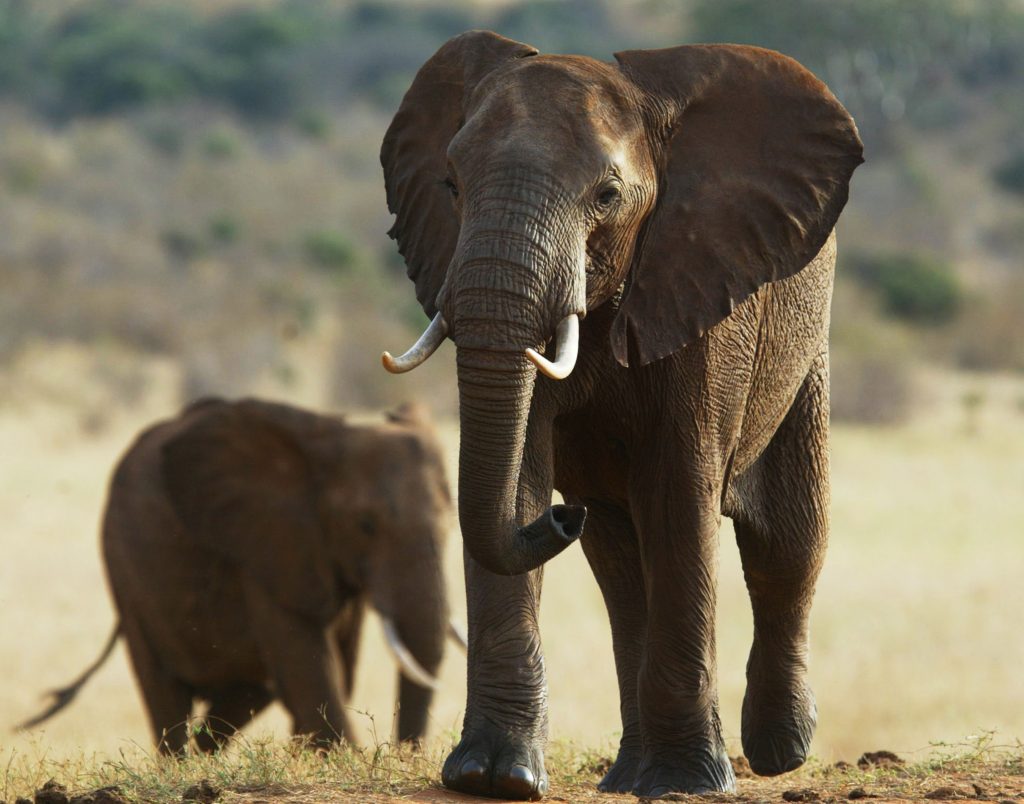 Deux éléphants (© AP Images)