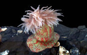 Photo of a mottled anemone. Click for more information.