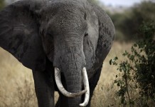 Un elefante africano camina en el Parque Nacional Tarangire