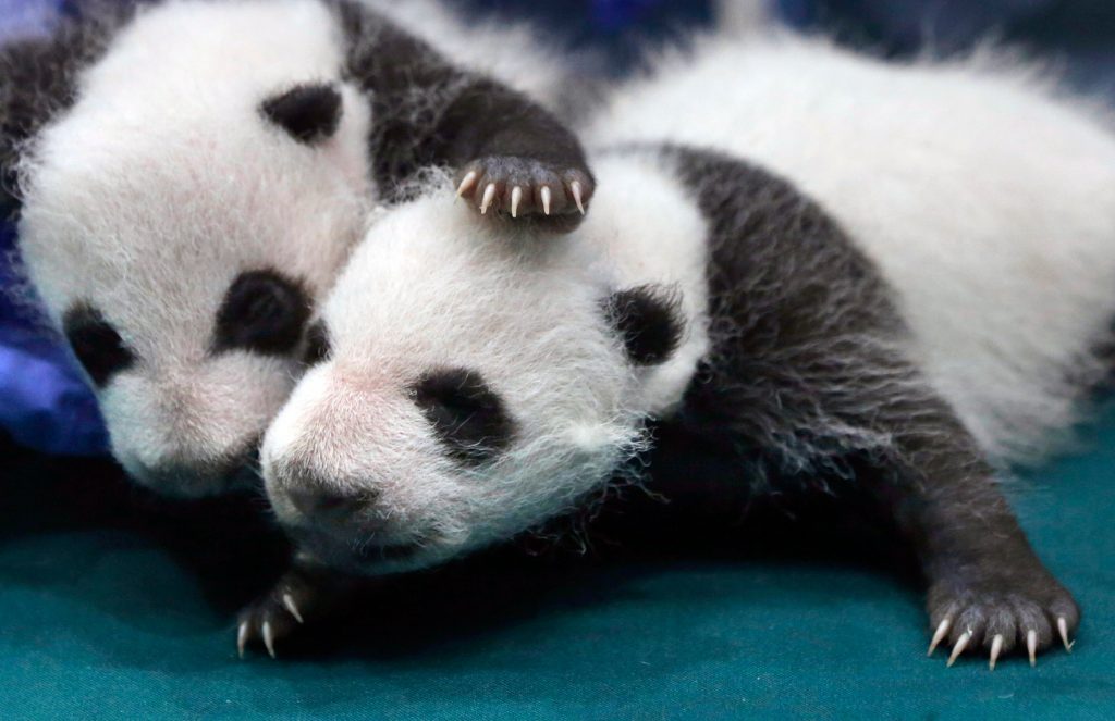 اثنان من صغار الباندا يحتضن أحدهما الآخر (© AP Images) 