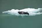 harbor seals and glacial ice