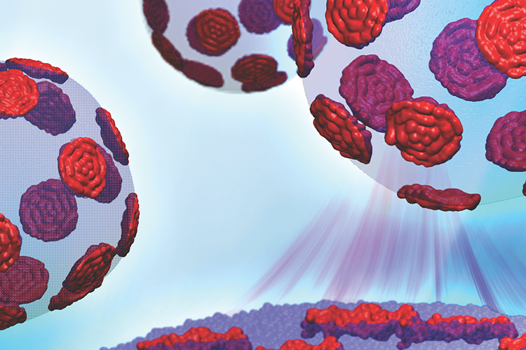 The dynamics of “contrast enhanced” unilamellar lipid vesicles reveal the local mechanical properties of nanoscopic domains. Image credit: Barmak Mostofian, John Nickels and Renee Manning