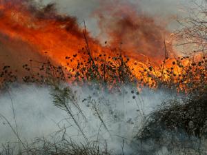 Santa Ana winds carried a fire across Camp Pendleton's Las Pulgas area on September 28, 2005. The brush fire consumed 1,250 acres of the base's open land.