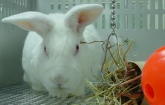 White rabbit with hay and toy