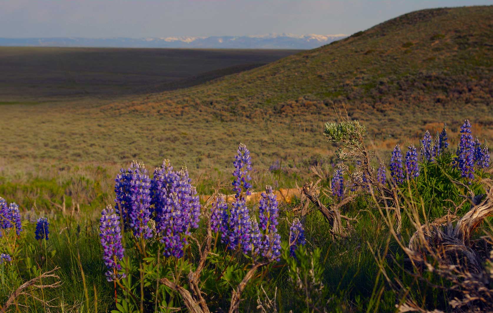 North Park Lupines