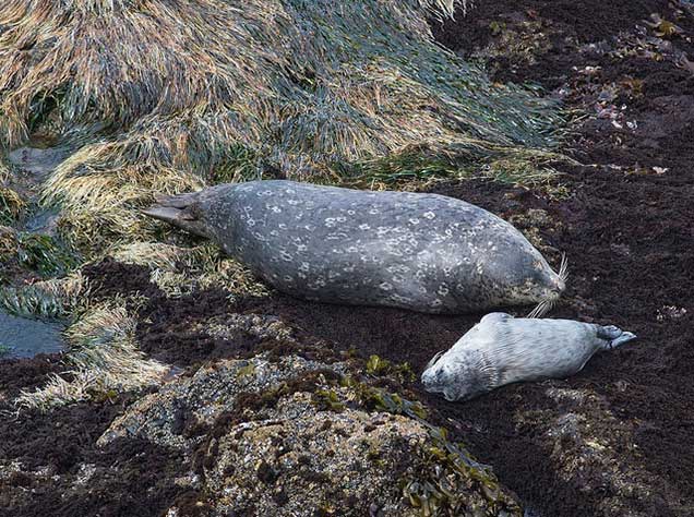 Yaquina Head Wildlife