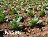 Photo  of a tobacco field