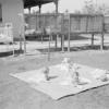 Babies sunbathing on garden lawn, circa February 1946.