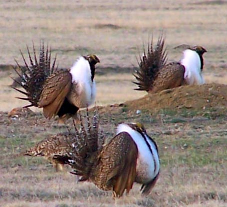 Male greater sage-grouse on a lek. Credit: USFWS