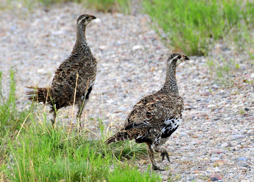 Credit: Tom Koerner/USFWS