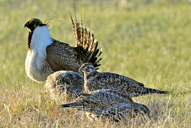 A greater sage-grouse male struts for a female. Credit: Jeannie Stafford/USFWS.