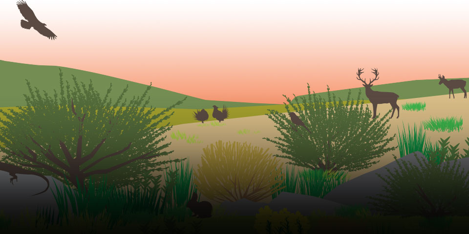 Graphic depiction of a sage-steppe ecosystem environment. Credit: USFWS.