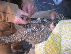 Sage-grouse with camo GPS unit