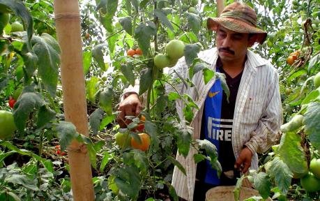 Miguel Ortiz works on a tomato harvest in a greenhouse in Jayaque, La Libertad, El Salvador.