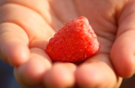 A plump, ripe raspberry from Ann&#039;s Raspberry Farms in Knox County, Ohio