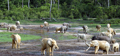 african-elephant-large-herd
