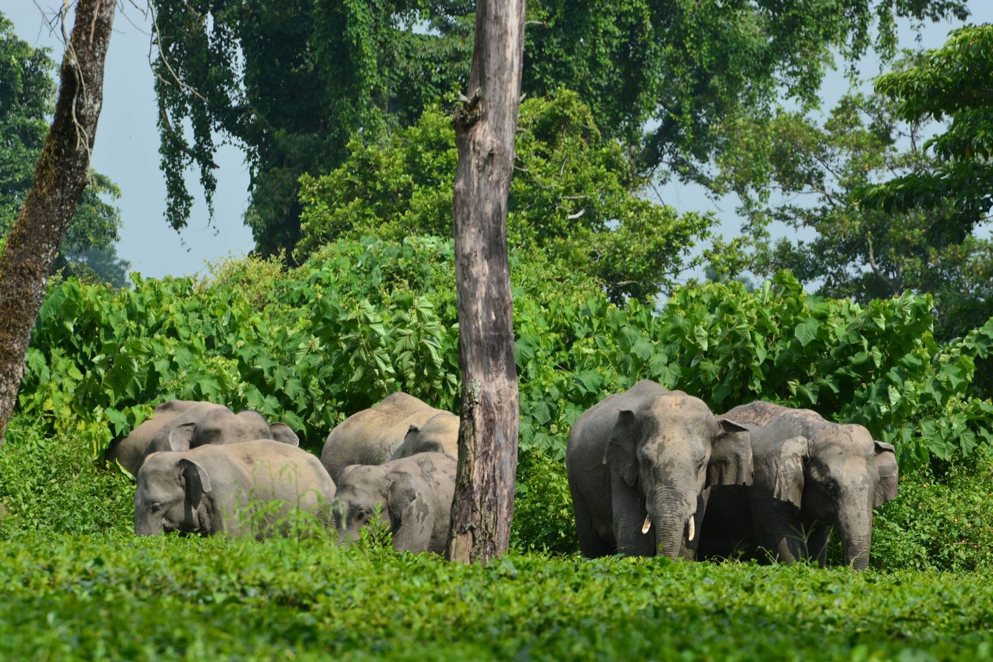 Elephants in tea garden, Assam, India. Credit: Jayanta Kumar Das