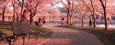 Path around Tidal Basin with cherry blossoms