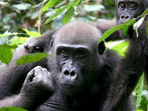 Western lowland gorillas. Credit: Dirck Byler / USFWS