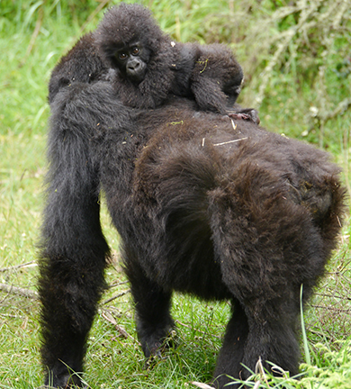 Mountain gorilla with offspring. Credit: Dirck Byler / USFWS