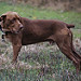 APHIS Nutria Detection Dogs