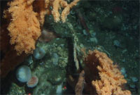 Coral and juvenile rockfish from Delta submersible