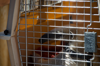 anteater-in-crate