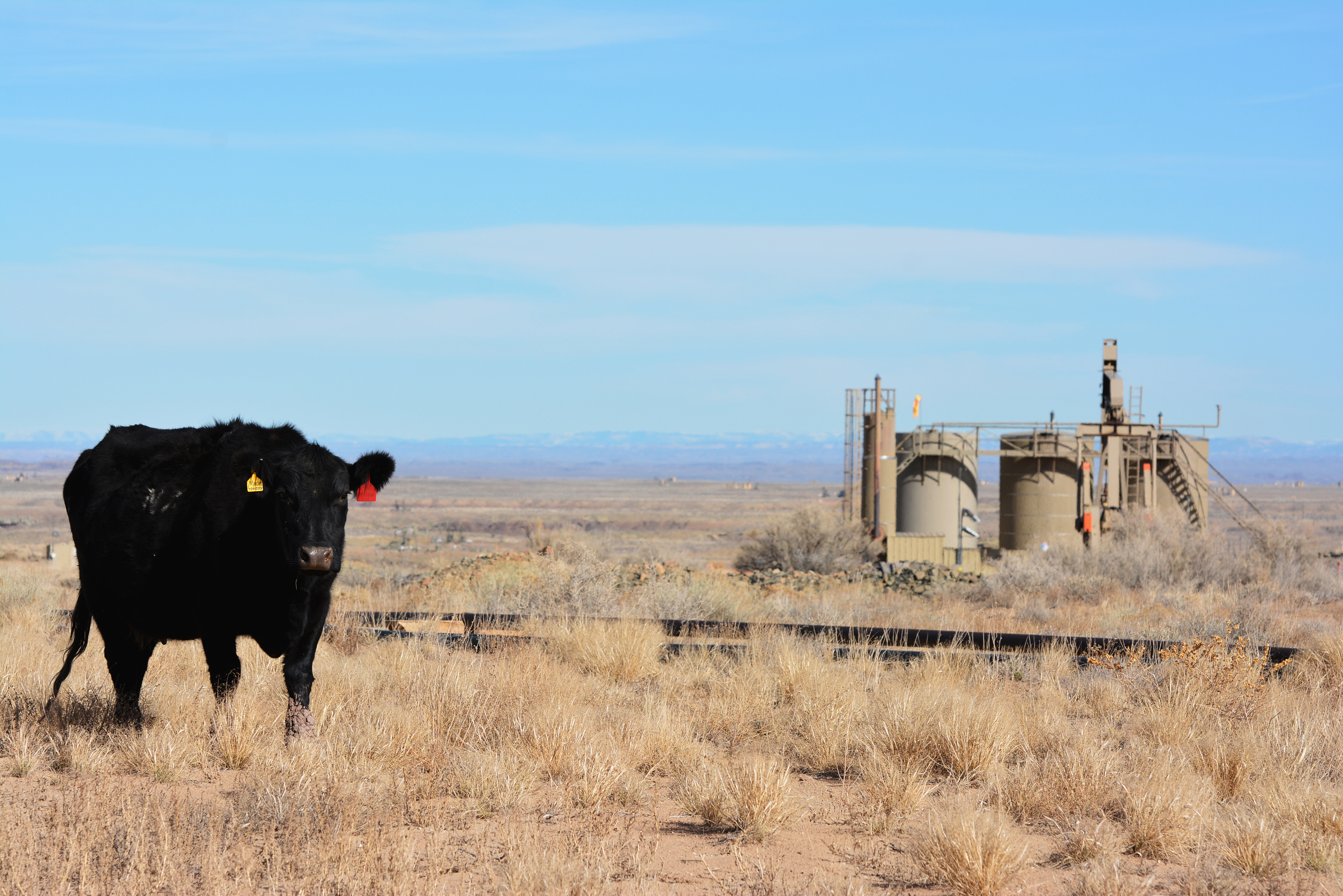 Image of a cow standing in front of an oil well. Photo by Ryan Sutherland.