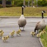 family of Canada geese