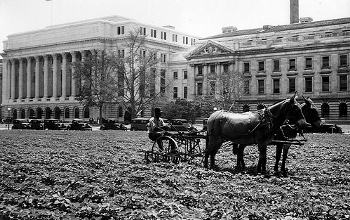 A U.S. Department of Agriculture employee plants a new lawn using a mule drawn tiller in June 1931