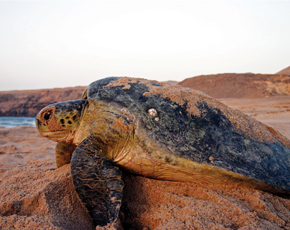 Green Turtle laying on a beach in Oman. Credit: USFWS