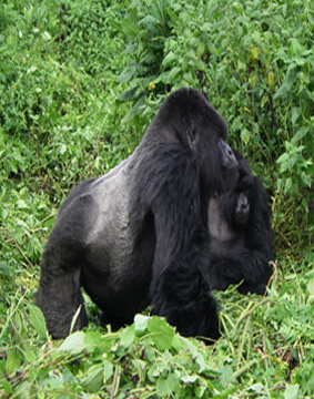 Silverback mountian gorilla. Credit: Dirck Byler