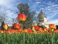Tulips with the Capitol in the background.