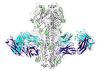 image of one of the new signature antibodies