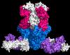 The Ebola virus surface glycoprotein (blue) is shown bound by protective antibodies mAb114 (pink/white) and mAb100 (purple/white).